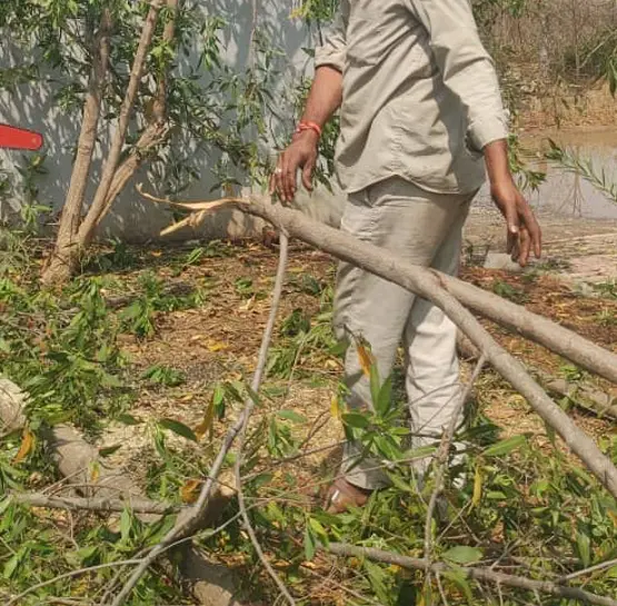 Commercial Tree Removal Service in Hyderabad