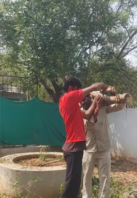 Mango Tree Pruning Services