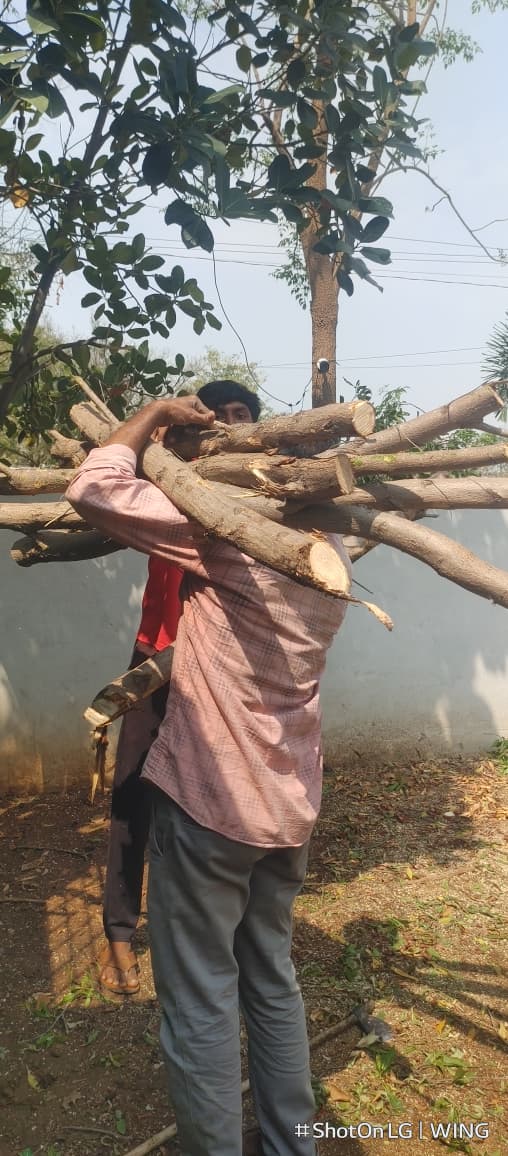 Safe Tree Cutting Work