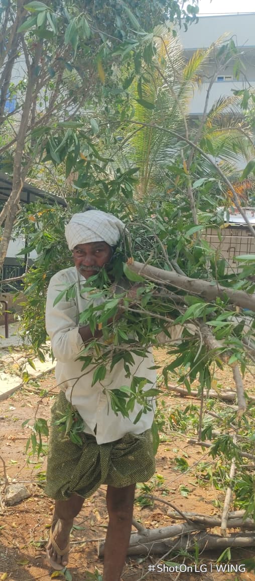 Tree Removal Project Completed