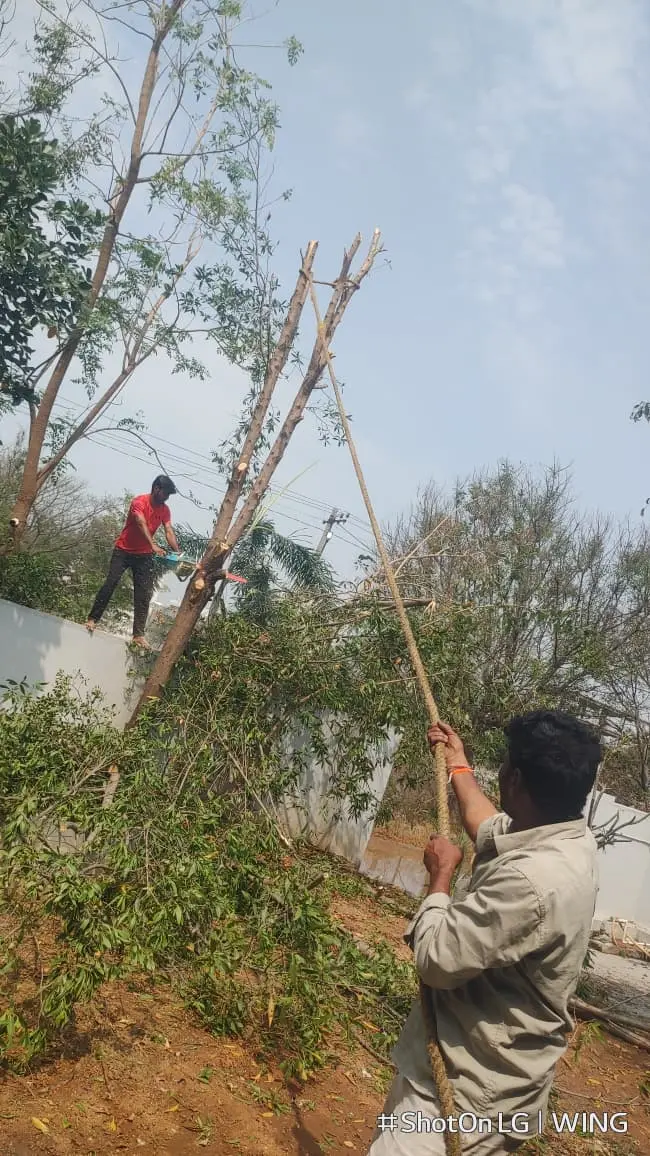 Emergency Tree Removal in Hyderabad