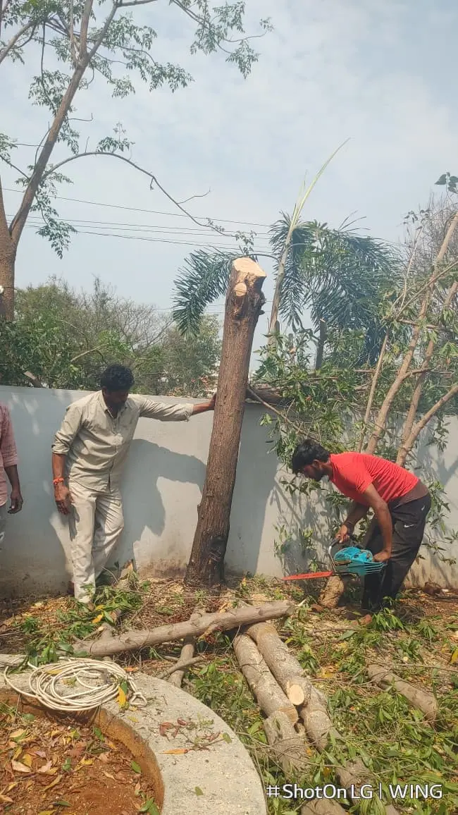 Stump Grinding Completed Safely
