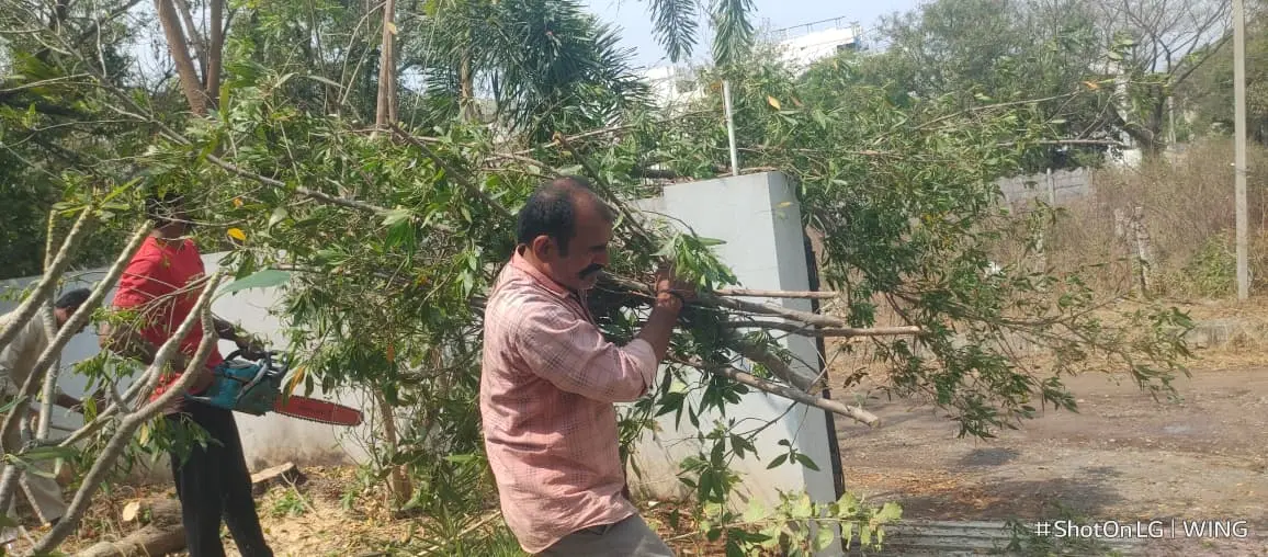Highway Tree Cutting Project Completed