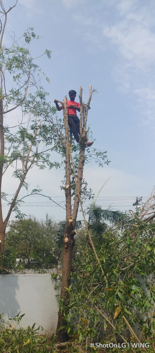 Tree cutting