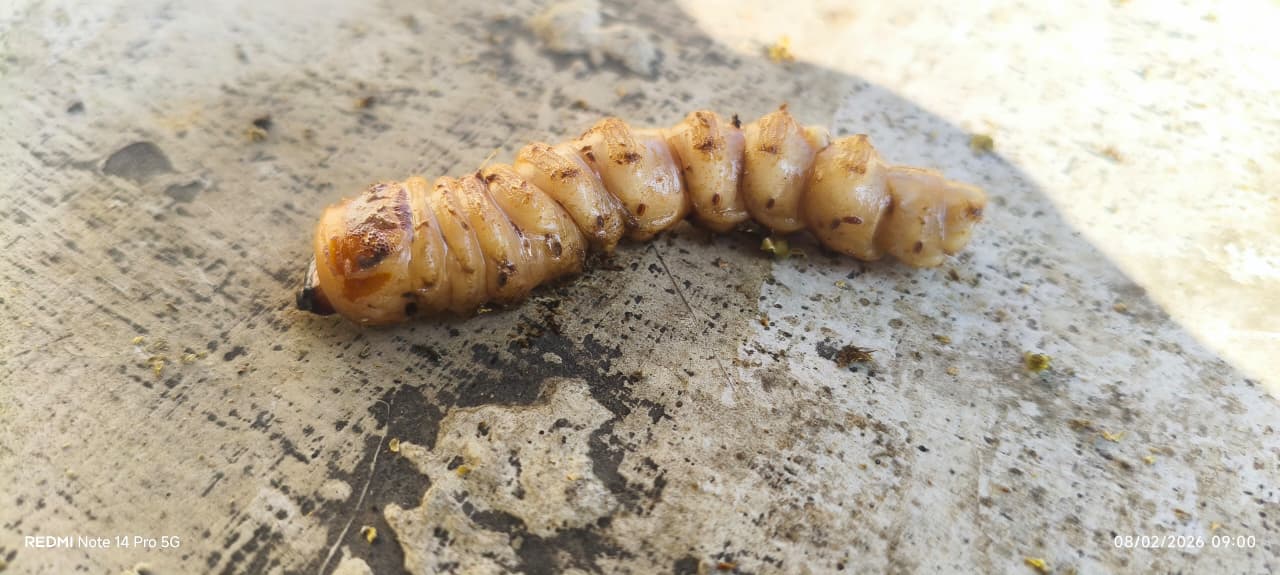 Pest Control for Plants and Trees in Hyderabad