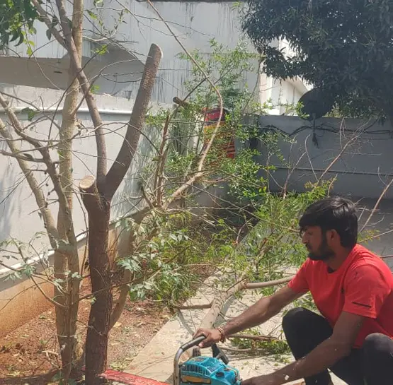 Residential Tree Removal Service in Hyderabad