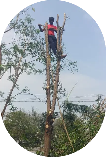 NHVN Professional Tree Cutting Team in Hyderabad performing safe tree cutting and removal