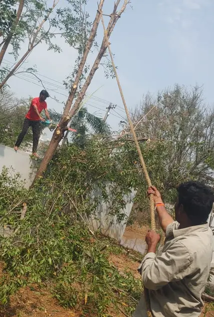 NHVN Tree Cutting Safety and Service