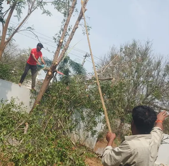 Professional Tree Cutting Service in Hyderabad