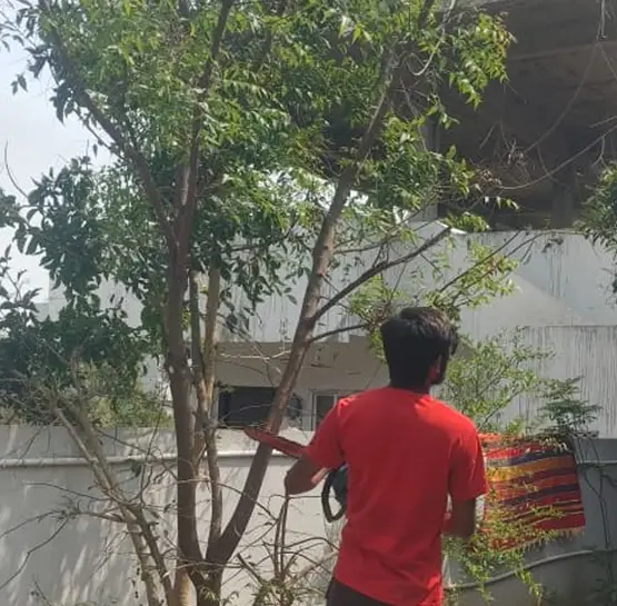 Tree Trimming Services in Hyderabad