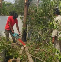 Clear Estimate and Planning for Tree Services