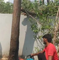 Safe Tree Cutting and Removal