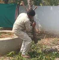 Cleanup and Completion of Tree Service